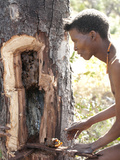 Jul'Hoan !Kung Bushman Extracts Honey from Bee Hive  Bushmanland  Kalahari Desert  Namibia