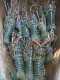 Fresh Lobster Catch in the Marovo Lagoon  Solomon Islands  Pacific