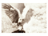 Owl Ascending