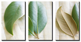 Leaves and Muslin Triptych