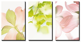 Pink Dogwood Triptych