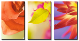 Exotic Floral Triptych