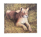 Ngorongoro Lioness