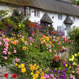 Flower Fronted Thatched Cottage  Devon  England  United Kingdom  Europe