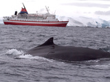 Humpback Whale in Front of Cruise Ship  Antarctica  Polar Regions