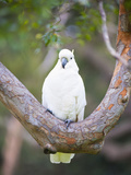 Sulphur-Crested Cockatoo (Cacatua Galerita) in Sydney Botanic Gardens  Sydney  Australia