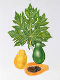 Papaya
