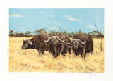 Cape Buffalo