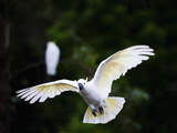 Sulphur-Crested Cockatoo (Cacatua Galerita) in Sydney Royal Botanic Gardens  Sydney  Australia