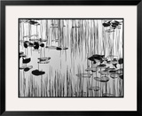 Reeds and Lily Pads