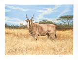 Antelope