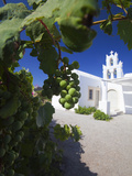Grapes and Church  Santorini  Cyclades  Greek Islands  Greece  Europe