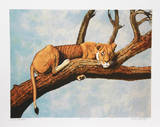 Lioness Sambaru
