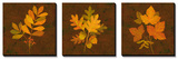 Fall Leaves Triptych