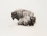 American Buffalo