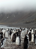 Chinstrap Penguins on the Shore  Hannah Point  Antarctica  Polar Regions