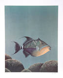 Trigger Fish