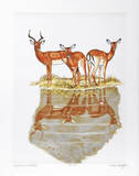Impalas at Waterhole