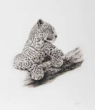 Leopard in a Tree