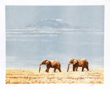 Kilimanjaro Elephants