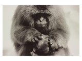 Snow Monkey Japan