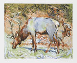 Elk