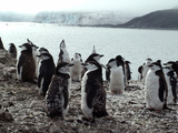Chinstrap Penguins on the Shore  Hannah Point  Antarctica  Polar Regions