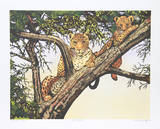 Leopards in Tree