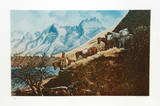 The Mountain Man of Salmon River