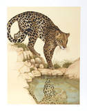 Leopard at Waterhole