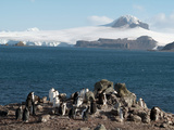 Aitcho Island  Antarctica  Polar Regions
