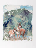 Prong Horn Antelope