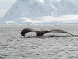 Humpback Whale Rising Out of the Sea  Antarctica  Polar Regions