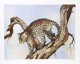 Leopard Silohuette