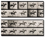 Jockey on a Galloping Horse  Plate 627 from "Animal Locomotion " 1887