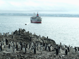 Chinstrap Penguins on Shore with Cruise Ship and Zodiac in Background  Hannah Point  Anarctica