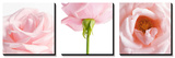 Pink Rose Triptych