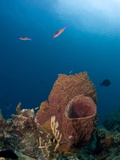 Barrel Sponges and Creole Wrasse  St Lucia  West Indies  Caribbean  Central America