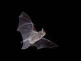Cave Myotis (Myotis Velifer) in Flight in Captivity  Hidalgo County  New Mexico  USA  North America