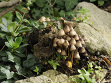 Granny's Bonnets Fungi (Mycena Inclinata) Growing from Rotten Treestump  Wiltshire  England