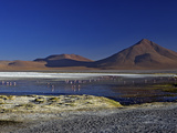 Flamingos on Laguna Colorada (Red Lagoon)  Eduardo Avaroa Andean Fauna Nat'l Reserve  Bolivia