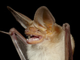 Pallid Bat (Antrozous Pallidus) in Captivity  Hidalgo County  New Mexico  USA  North America