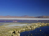 Flamingos on Laguna Colorada (Red Lagoon)  Eduardo Avaroa Andean Fauna Nat'l Reserve  Bolivia
