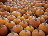 Large Number of Pumpkins for Sale on a Farm in St Joseph  Missouri  USA  North America