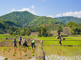 Lahu Tribe People Planting Rice in Rice Paddy Fields  Chiang Rai  Thailand  Southeast Asia  Asia