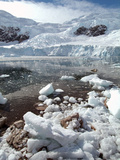 Neko Harbor  Antarctica  Polar Regions