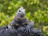 Galapagos Marine Iguana (Amblyrhynchus Cristatus)  UNESCO World Heritge Site  Ecuador