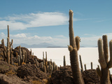 Cacti with Salt Desert in Background  Salar Uyuni  Southwestern Bolivia