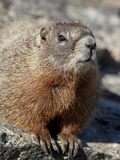Yellow-Bellied Marmot (Marmota Flaviventris)  Shoshone Nat'l Forest  Wyoming  USA