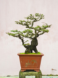 Close-Up of a Bonzai Tree at Thien Mu Pagoda  Hue  Vietnam  Indochina  Southeast Asia  Asia